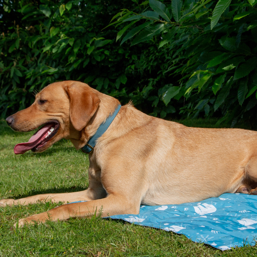 Ice Paws Cooling Mat Small or Large