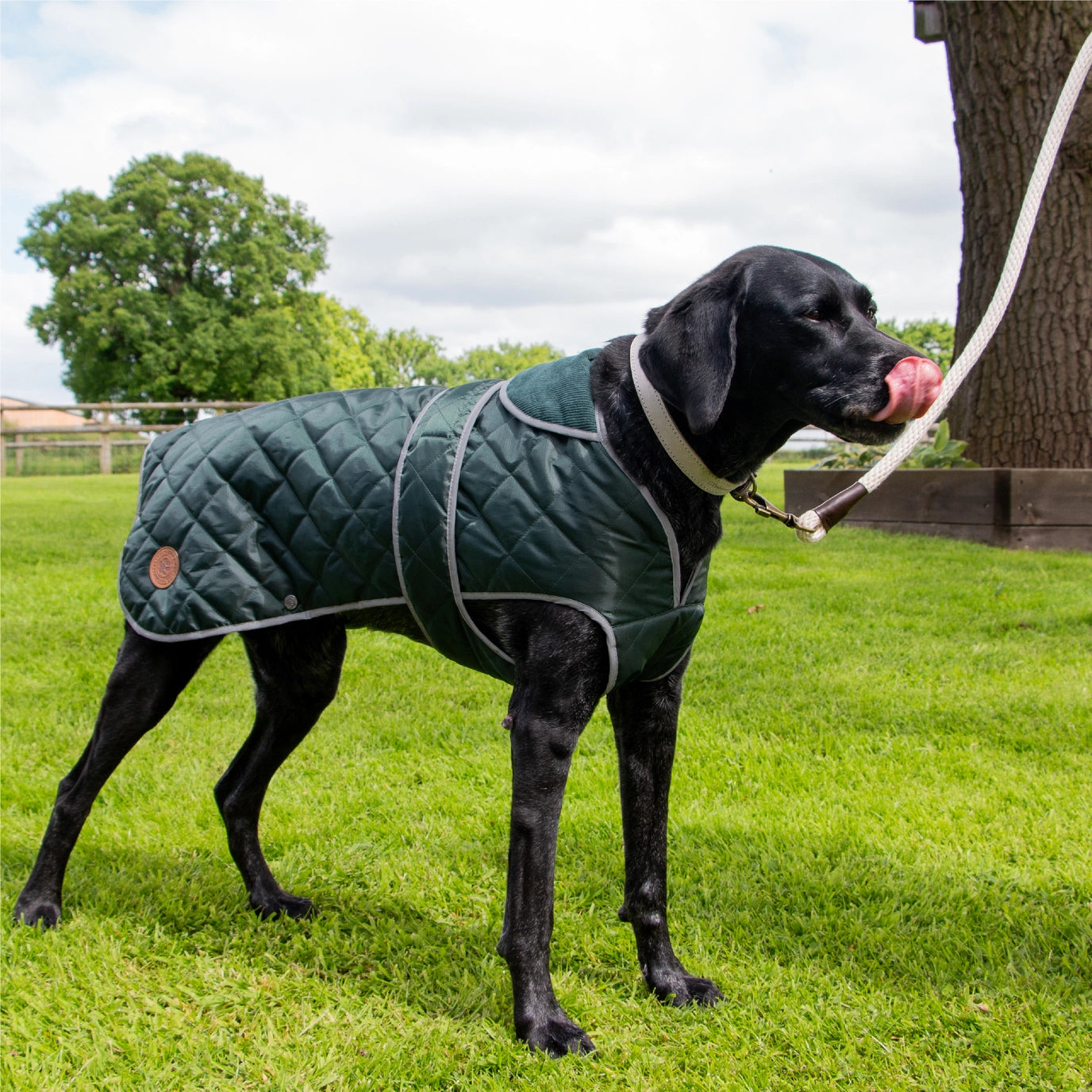 Heritage Green Quilt Dog Coat