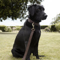 Woof Leather Dog Lead