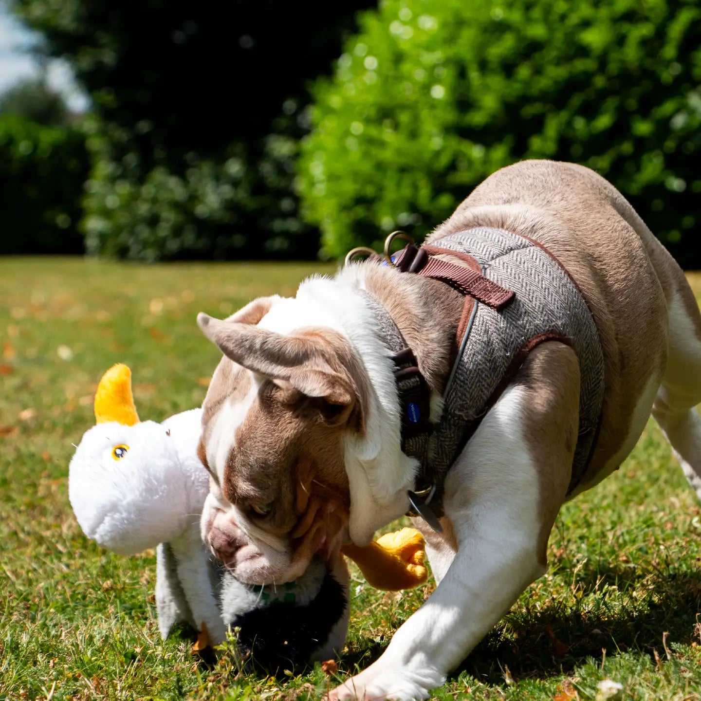 seagull soft dog toy