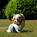 seagull soft dog toy