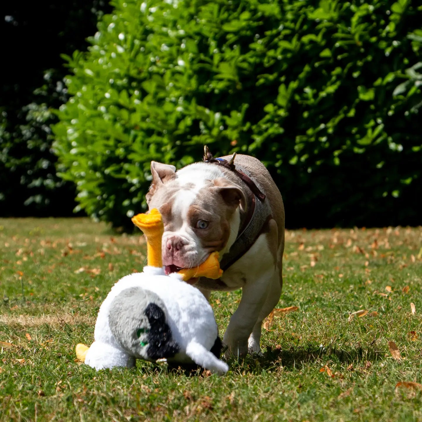 seagull soft dog toy