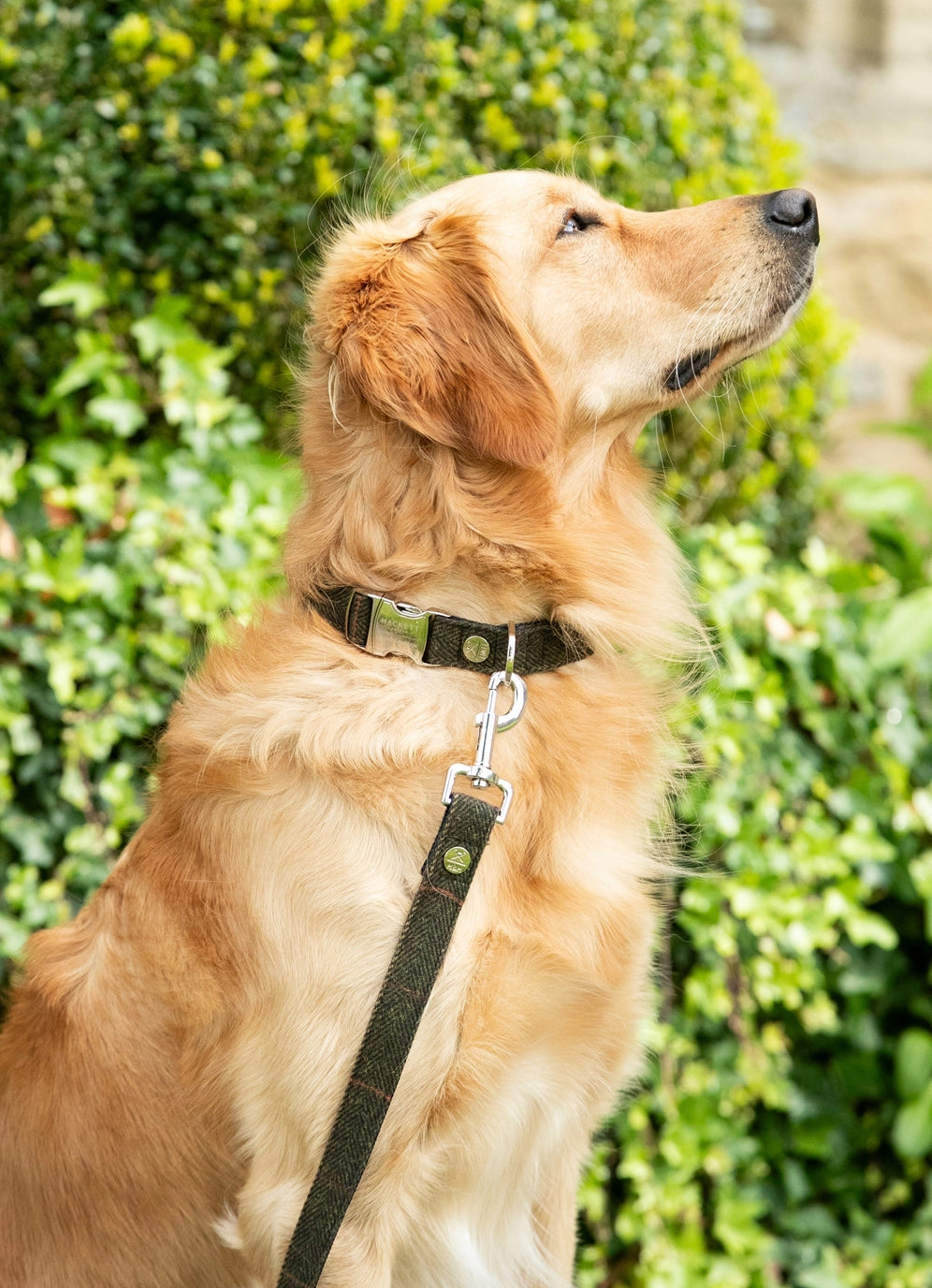 Hackett X Hugo Hudson Dark Green Checked Tweed Dog Collar